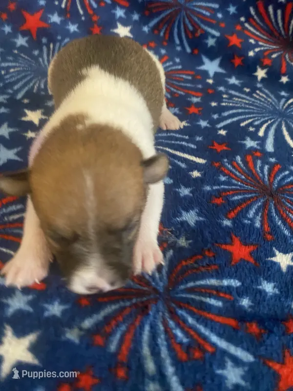 Denver – Jack Russell Terrier puppy for sale in Magnolia, AR
