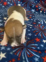 Denver, a male Jack Russell Terrier for sale in Magnolia, AR – 1 of 2