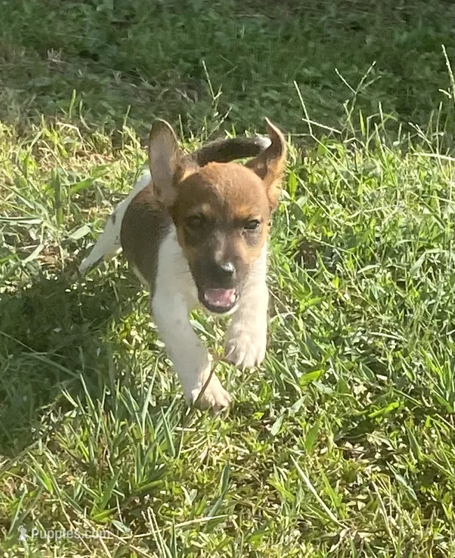 Paul – Jack Russell Terrier puppy for sale in Little Rock, AR
