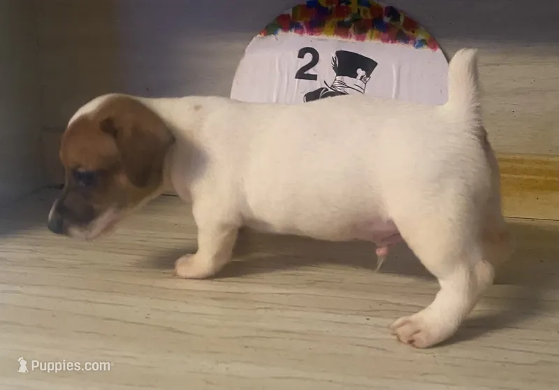 Ryatt – Jack Russell Terrier puppy for sale in Memphis, TN