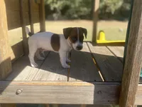 Barret, a male Jack Russell Terrier for sale in Little Rock, AR – 4 of 4