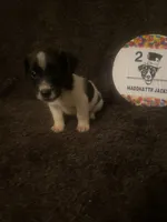 Quill , a male Jack Russell Terrier for sale in Magnolia, AR – 3 of 4