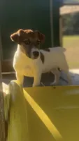 Polo, a male Jack Russell Terrier for sale in Little Rock, AR – 2 of 3