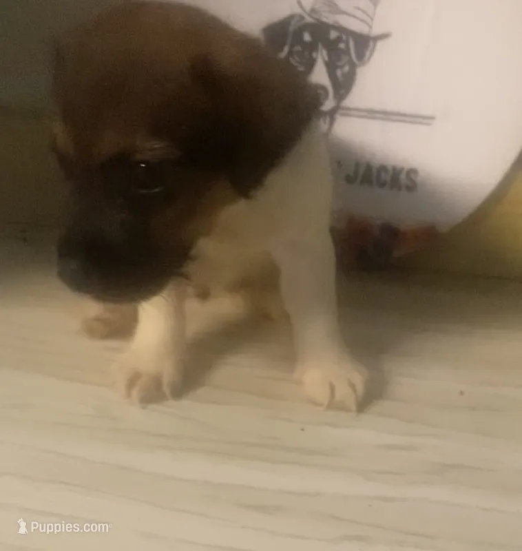 Phoebe – Jack Russell Terrier puppy for sale in Magnolia, AR