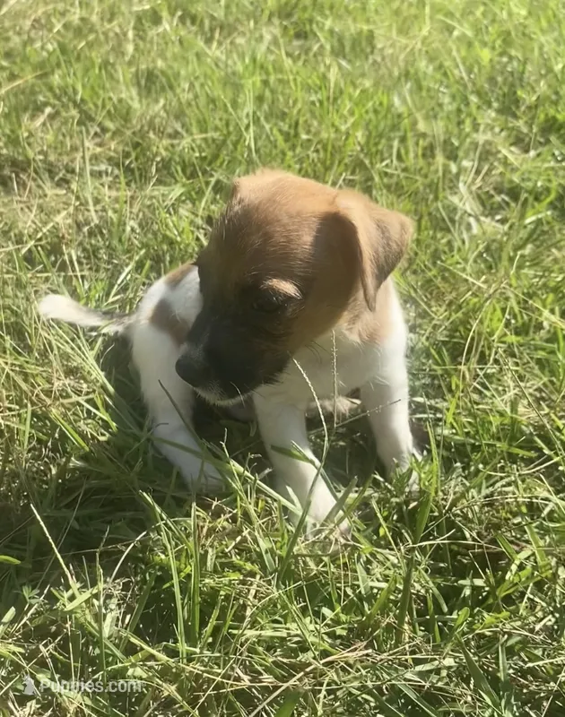 Perry – Jack Russell Terrier puppy for sale in Little Rock, AR