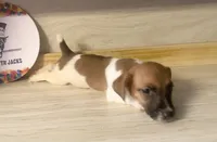 Peter, a male Jack Russell Terrier for sale in Memphis, TN – 4 of 7