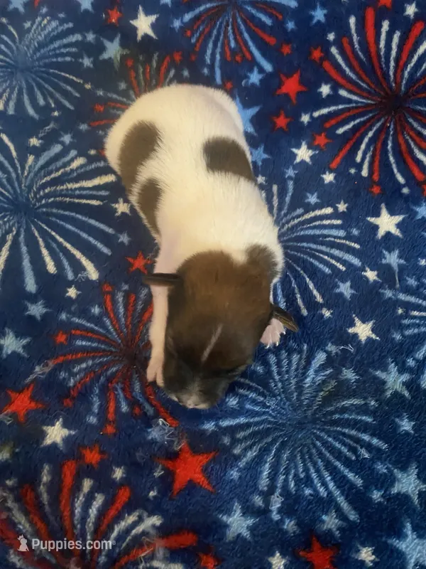 Dean – Jack Russell Terrier puppy for sale in Magnolia, AR