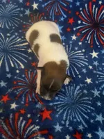 Dean, a male Jack Russell Terrier for sale in Magnolia, AR – 1 of 2