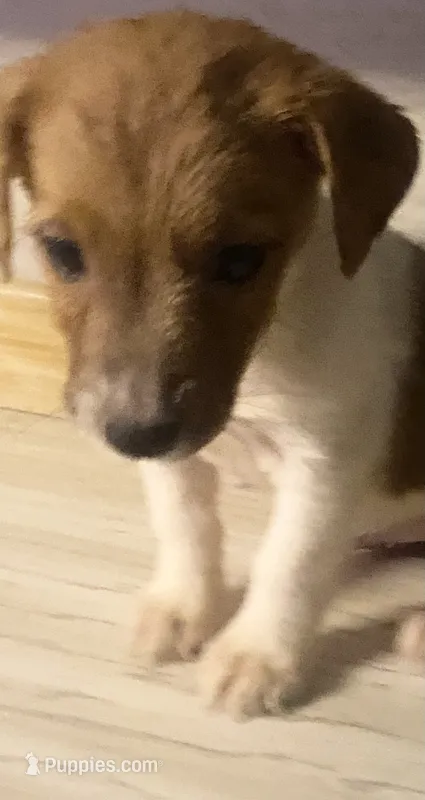 Denver – Jack Russell Terrier puppy for sale in Little Rock, AR