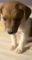 Denver, a male Jack Russell Terrier for sale in Fulton, KY – 1 of 2