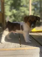 Beau, a male Jack Russell Terrier for sale in Little Rock, AR – 1 of 4