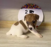 Polo, a male Jack Russell Terrier for sale in Memphis, TN – 3 of 4