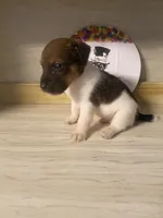 Paul, a male Jack Russell Terrier for sale in Memphis, TN – 2 of 3