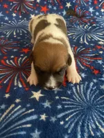 Perry, a male Jack Russell Terrier for sale in Magnolia, AR – 2 of 2