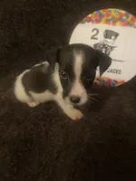 Quest, a male Jack Russell Terrier for sale in Magnolia, AR – 4 of 4