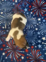 Peter, a male Jack Russell Terrier for sale in Magnolia, AR – 2 of 2