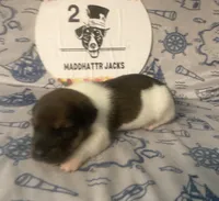 Paul, a male Jack Russell Terrier for sale in Magnolia, AR – 3 of 3
