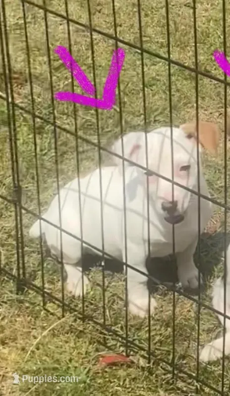 Iris – Jack Russell Terrier puppy for sale in Magnolia, AR