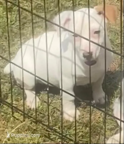 Iris – Jack Russell Terrier puppy for sale in Magnolia, AR