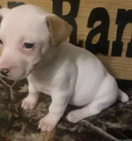 Iris, a female Jack Russell Terrier for sale in Magnolia, AR – Photo 1 of 2