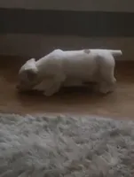 Iris, a female Jack Russell Terrier for sale in Magnolia, AR – Photo 2 of 2