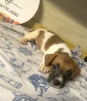 Perry, a male Jack Russell Terrier for sale in Memphis, TN – 4 of 6