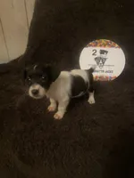 Miss Q, a female Jack Russell Terrier for sale in Magnolia, AR – 3 of 3