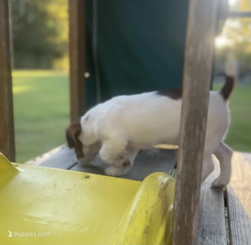 Parker – Jack Russell Terrier puppy for sale in Little Rock, AR