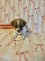 Tie, a male Jack Russell Terrier for sale in Magnolia, AR – Photo 2 of 2