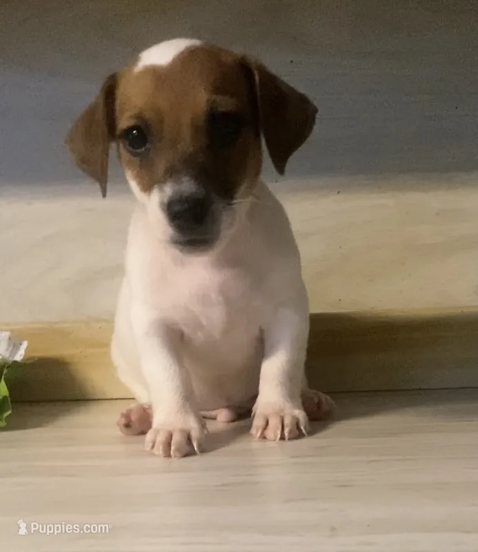 Ryatt – Jack Russell Terrier puppy for sale in Little Rock, AR