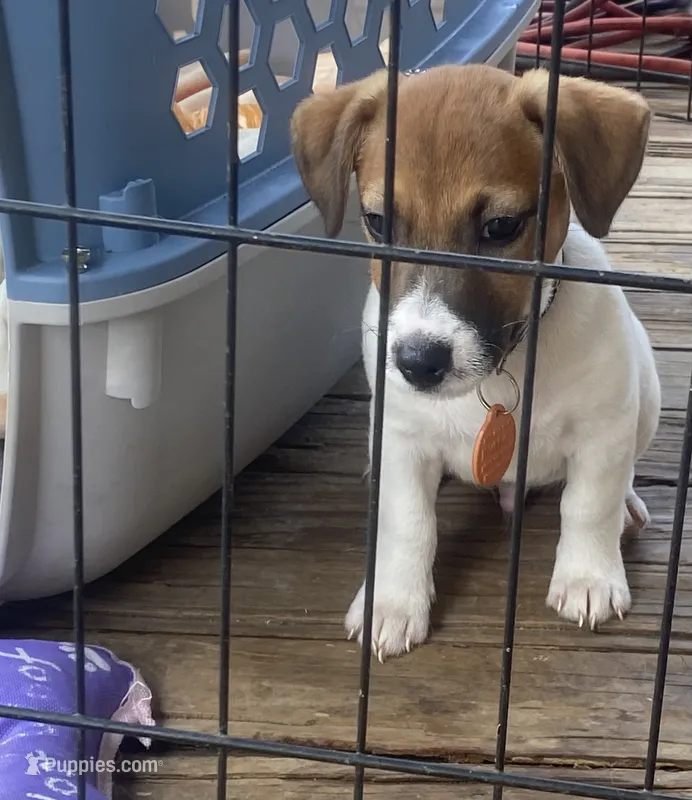 Polo – Jack Russell Terrier puppy for sale in Little Rock, AR