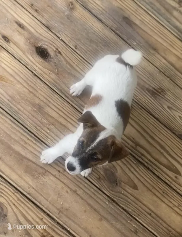 Tess – Jack Russell Terrier puppy for sale in Magnolia, AR