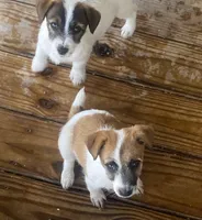 Tess, a female Jack Russell Terrier for sale in Magnolia, AR – Photo 3 of 3