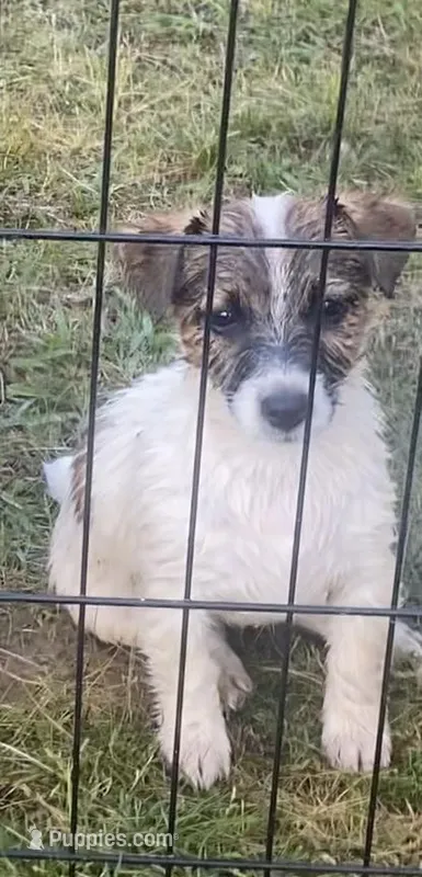Tess – Jack Russell Terrier puppy for sale in Magnolia, AR