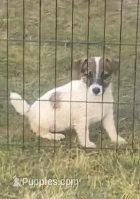 Tess – Jack Russell Terrier puppy for sale in Magnolia, AR