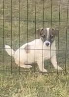 Tess, a female Jack Russell Terrier for sale in Magnolia, AR – Photo 2 of 3