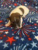 Dean, a male Jack Russell Terrier for sale in Magnolia, AR – 2 of 2