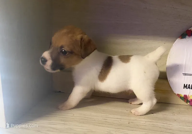 Polo – Jack Russell Terrier puppy for sale in Magnolia, AR
