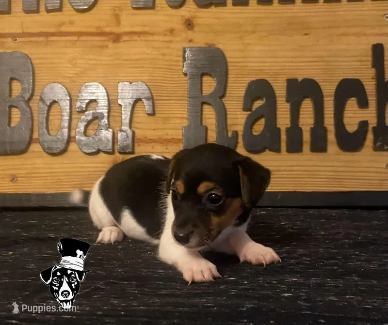 Shelly – Jack Russell Terrier puppy for sale in Magnolia, AR