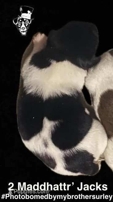 Shelly – Jack Russell Terrier puppy for sale in Magnolia, AR