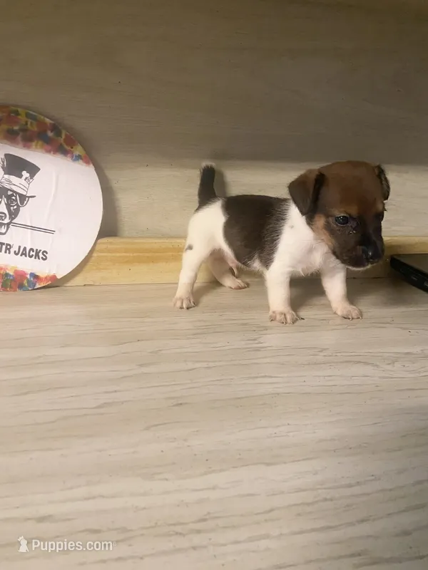 Paul – Jack Russell Terrier puppy for sale in Magnolia, AR