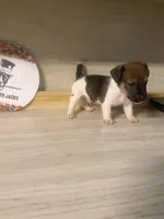 Paul, a male Jack Russell Terrier for sale in Memphis, TN – 1 of 3
