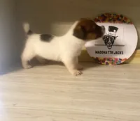Parker, a male Jack Russell Terrier for sale in Memphis, TN – 1 of 5