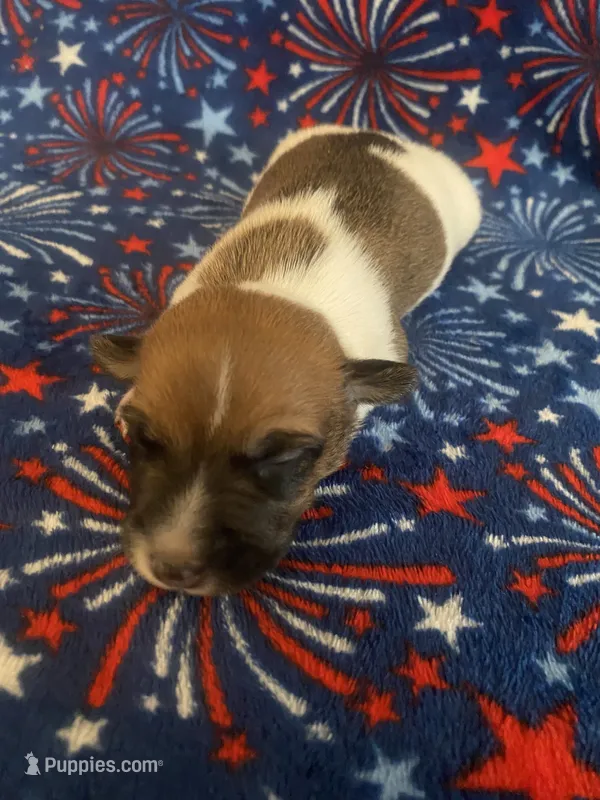 Peter – Jack Russell Terrier puppy for sale in Magnolia, AR