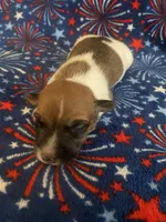Peter, a male Jack Russell Terrier for sale in Magnolia, AR – 1 of 2