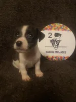 Quest, a male Jack Russell Terrier for sale in Magnolia, AR – 2 of 4