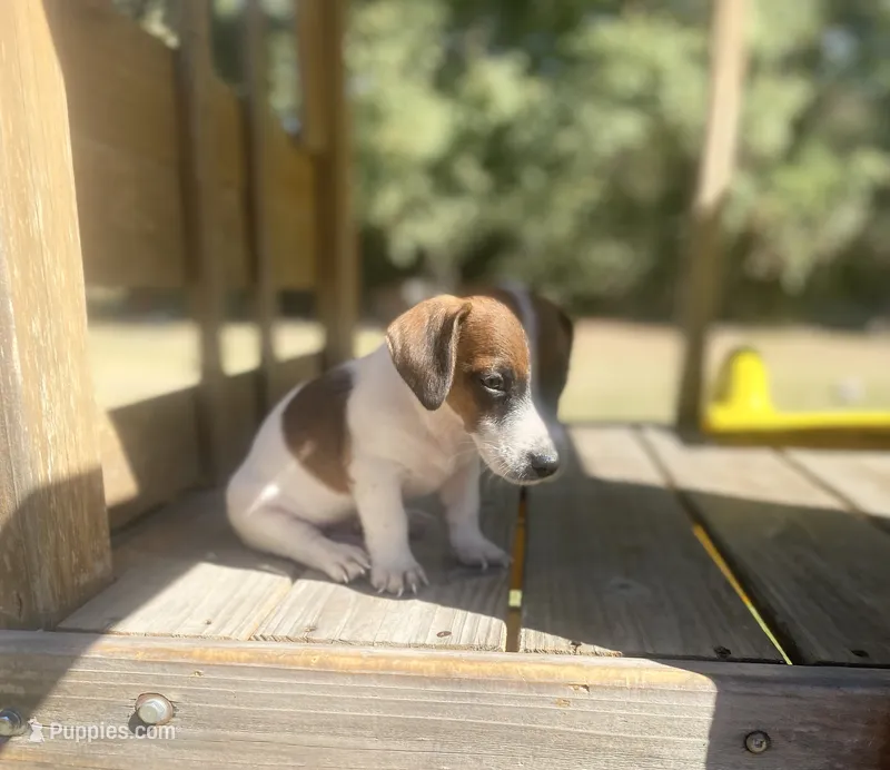 Barret, a male Jack Russell Terrier for sale in Little Rock, AR – 1 of 4