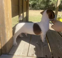 Barret, a male Jack Russell Terrier for sale in Little Rock, AR – 3 of 4