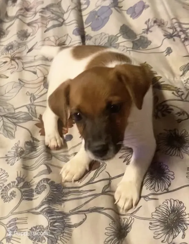 Ray – Jack Russell Terrier puppy for sale in Little Rock, AR