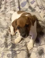 Ray, a female Jack Russell Terrier for sale in Little Rock, AR – 1 of 1